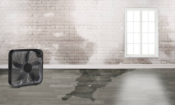 Best Professional water damage repair  in Park Hills, MO